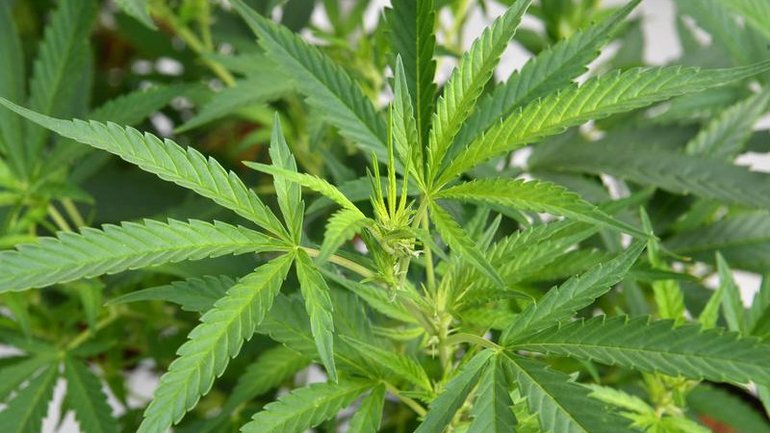 In the decade to 2023, Victorian hospital admissions caused by cannabis increased by 49 per cent. (Darren England/AAP PHOTOS)