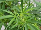 In the decade to 2023, Victorian hospital admissions caused by cannabis increased by 49 per cent. (Darren England/AAP PHOTOS)