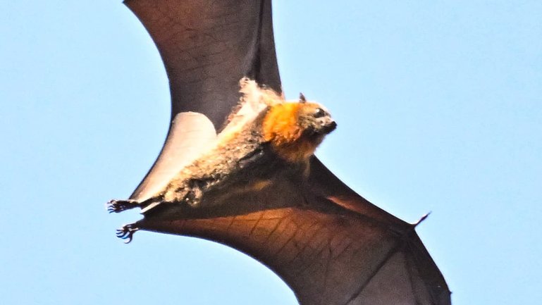 Dozens of people have been bitten by bats across NSW. NewsWire / Brenton Edwards