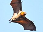 Dozens of people have been bitten by bats across NSW. NewsWire / Brenton Edwards