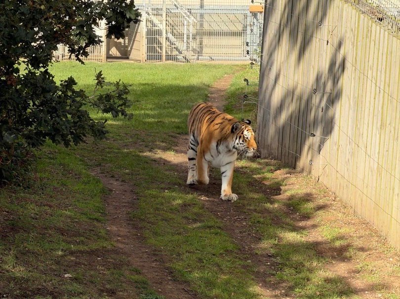 Photos of Altai the tiger seen at 12:30pm at Yorkshire Wildlife Park in UK one hour before the fatal attack, where the undisturbed tiger was doing his own thing and enjoying the weather.