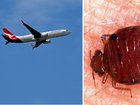 A Qantas flight was cancelled after a reported bed bugs outbreak.