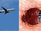 A Qantas flight was cancelled after a reported bed bugs outbreak.