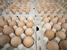 Some of Australia’s biggest egg producers have been accused of secretly coordinating supply decisions in a move the consumer watchdog says may have hurt competition for years.