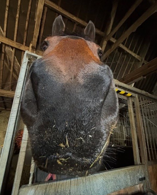 Ms Walker recalls regaining consciousness to see her 10-year-old gelding Benny, who was reported to cost hundreds of thousands of dollars, injured on the roadside.