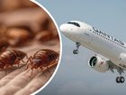 Passengers on board the Rome-bound Qantas flight from Perth Airport recall bedbugs crawling all over them as they slept.