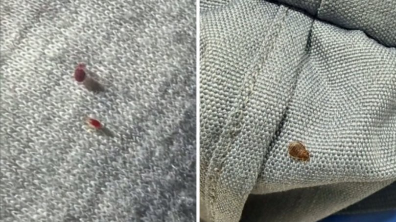 Hailey Bagnall pictured the bedbugs crawling across her clothes and blankets.