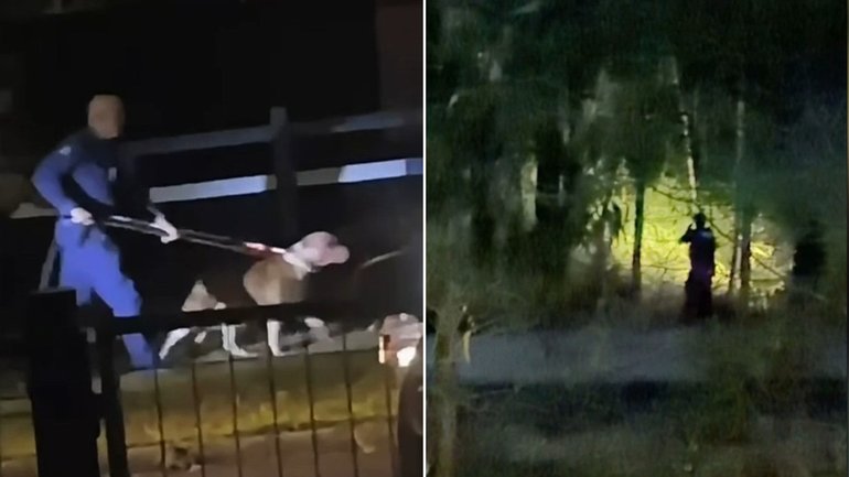 Police were seen leading away a pitbull while the whereabouts of the second dog remains unknown.