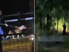 Police were seen leading away a pitbull while the whereabouts of the second dog remains unknown.