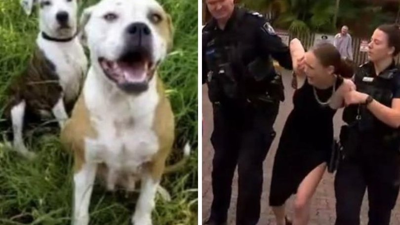 The owner of two dogs that mauled a man in a Brisbane park on Friday evening has spoken out in their defence, claiming her dogs are not dangerous.