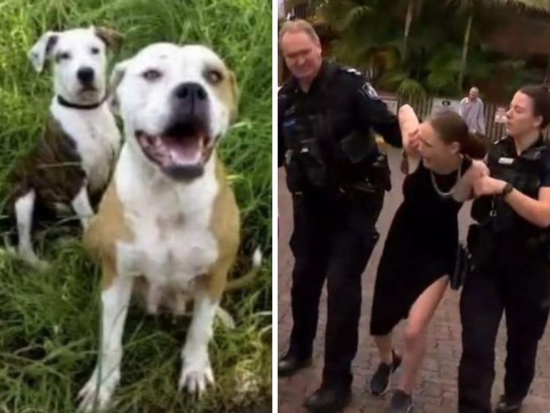 The owner of two dogs that mauled a man in a Brisbane park on Friday evening has spoken out in their defence, claiming her dogs are not dangerous.