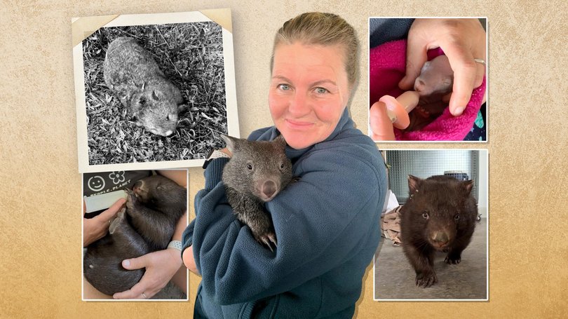 Ali Martin helped raise joey Ruby who was rescued from the pouch of her mother’s body (top left).