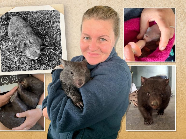  Ali Martin helped raise joey Ruby who was rescued from the pouch of her mother’s body (top left).