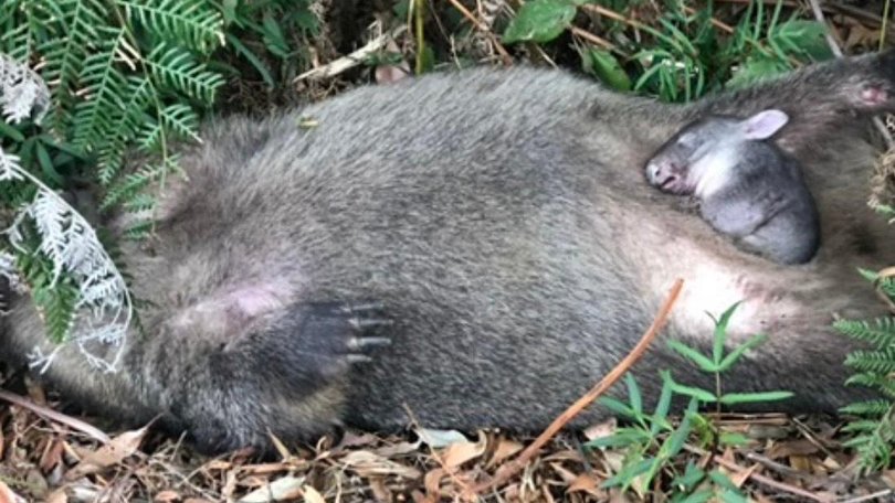 This joey would have died of cold, dehydration and starvation after its mother was shot.