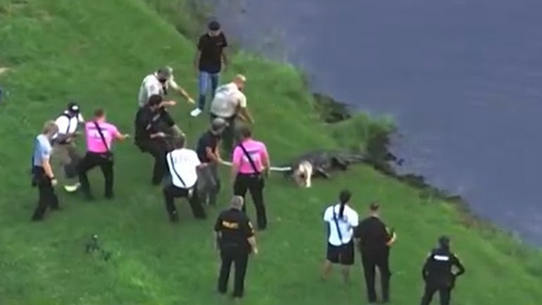 An alligator was captured and killed after Steven Johnson, 71, was fatally attacked.