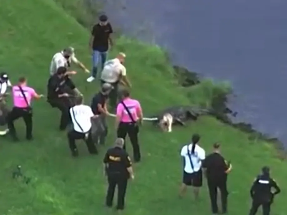 An alligator was captured and killed after Steven Johnson, 71, was fatally attacked.