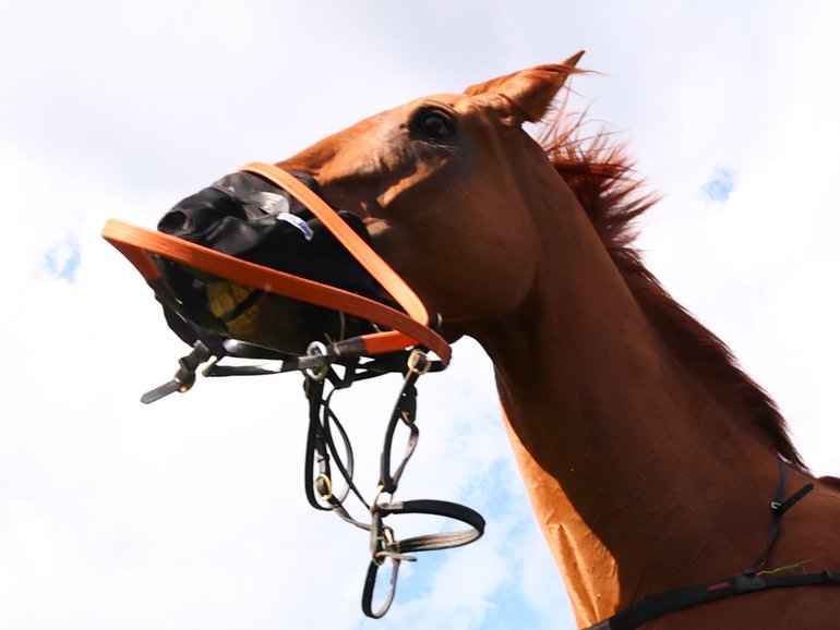 Half Yours is seen after losing its rider Mark Zahra.