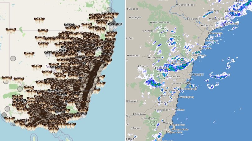 Moths on their annual migration could be blowing out the BoM radar’s rain reading.