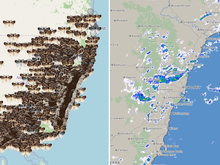 Moths on their annual migration could be blowing out the BoM radar’s rain reading. 