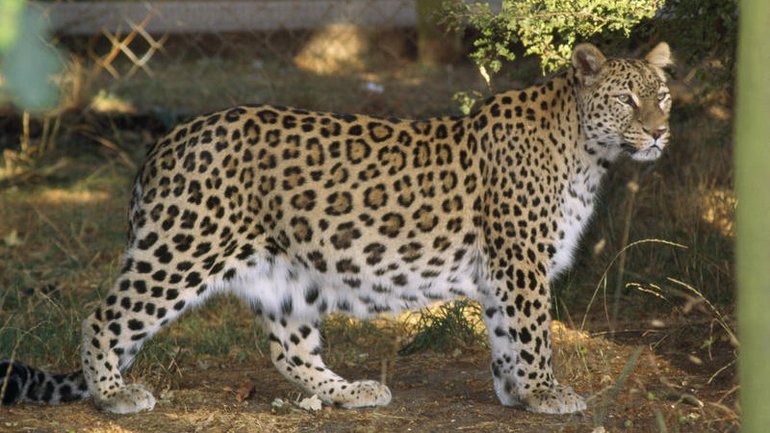 The zookeeper was attacked inside the Persian leopard enclosure.