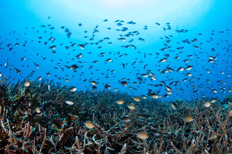 Hard corals blanket its hull, schools of snapper drift through passageways once occupied by sailors, and lionfish hover beneath rusting beams softened by time.