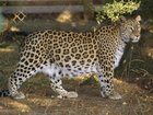A zookeeper has died after she was mauled by a leopard at a Dutch zoo.