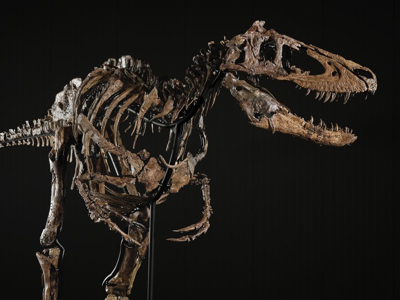 The skeleton belongs to a smaller relative of Tyrannosaurus rex.