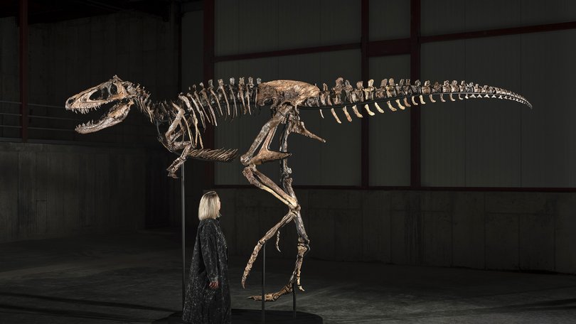 An undated photo provided by Matthew Sherman shows the mounted skeleton of “Jodi,” a Nanotyrannus.