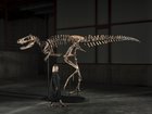 An undated photo provided by Matthew Sherman shows the mounted skeleton of “Jodi,” a Nanotyrannus. 
