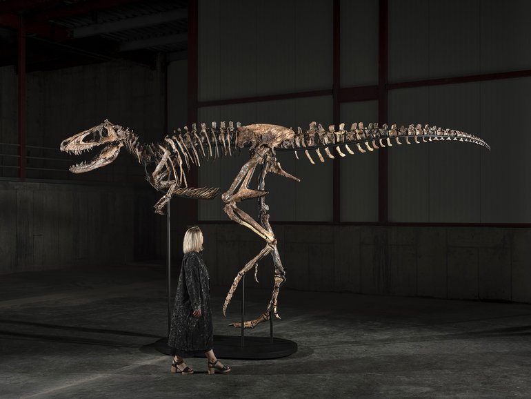 An undated photo provided by Matthew Sherman shows the mounted skeleton of “Jodi,” a Nanotyrannus. 